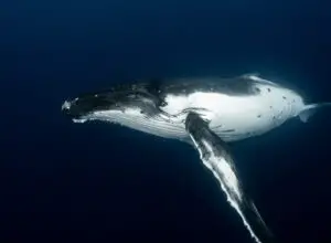 balena nelle profondità dell' oceano
