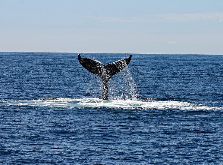 canto delle balene pinna di balena