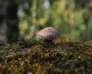shiitake fungo in natura