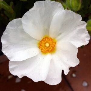può raggiungere un'altezza di circa 1 metro. Cistus x florentinus fiorisce in primavera, producendo una fioritura abbondante e profumata
