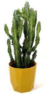 Euphorbia-lactea