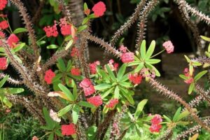 Euphorbia milii spina di cristo
