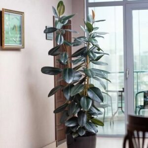 Ficus-Elastica in appartemento