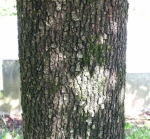 Quercus ilex corteccia tronco
