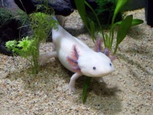 axolotl leuticisque