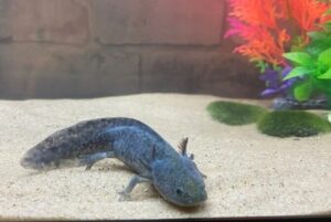 axolotl melanoid blu