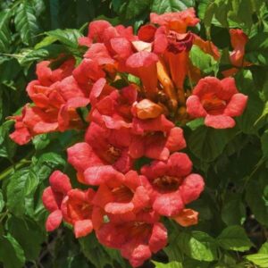 bignonia-grandiflora