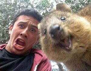 selfie con quokka