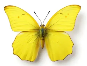 farfalla gialla significato