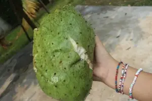 guanabana frutto in mano