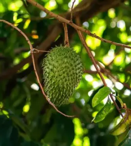 guanabana frutto sull'albero