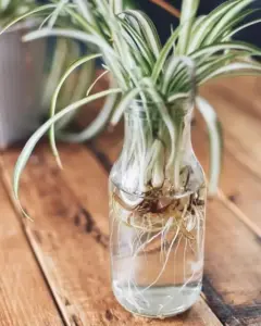 pianta ragno in vasetto con acqua